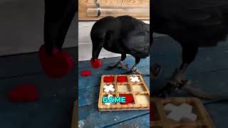 Smartest Crow Ever!. #AnimalGenius #SmartCrow #trending #shorts