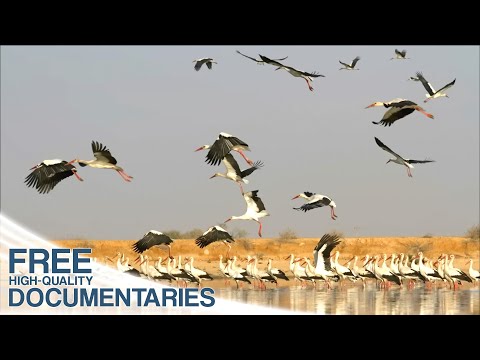 The Secret of Migrating Birds