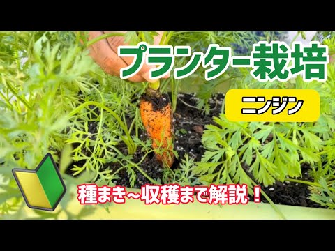 【野菜】ニンジンのプランター栽培