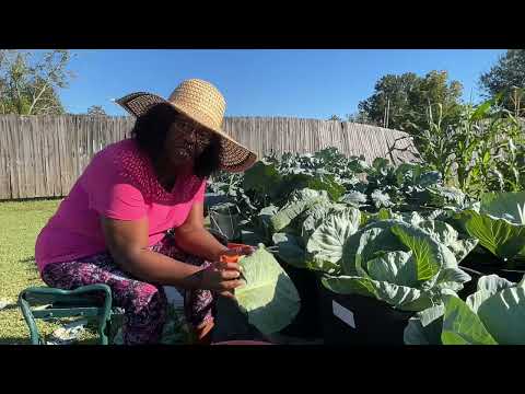 Cleaning up the cabbage patch.