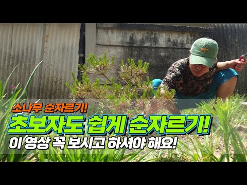 소나무 순자르기! 초보자도 쉽게 순자르기.. 이 영상 꼭 보시고 하셔야 해요 / Making a pretty pine tree