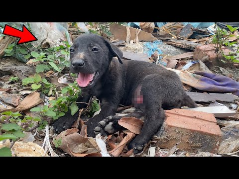 The Poor Black Dog Struggled to Survive for Days in a Garbage Dump, Waiting for a Miracle!