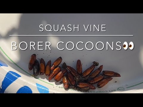 Squash Vine Borer Cocoons👀