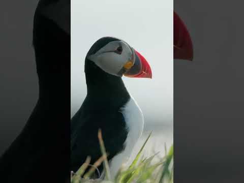 Nature: My Ultimate Escape and Reconnection 🌿✨#puffin #wildlife #nature