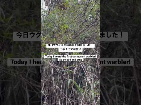 2023 ウグイス初鳴き/Japanese bush warbler's first cry