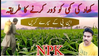 NPK foliar spray on wheat crop |NPK fertilizer spray benefit |Foliar fertilizer application in Crops