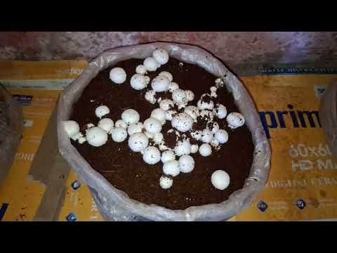 Button mushroom ki jankari hindi mai Mushroom farming in Hindi