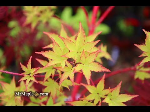 Acer palmatum 'Beni kawa' Coral Bark Japanese Maple