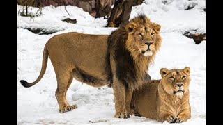 "Return of the King: Rewilding Asiatic Lions in the Balkans"