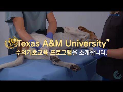 [베터플릭스]  Texas A&M University 특별 노하우를 소개합니다.