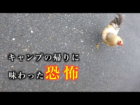 【トラウマ】凶暴な野良ニワトリに襲われました…