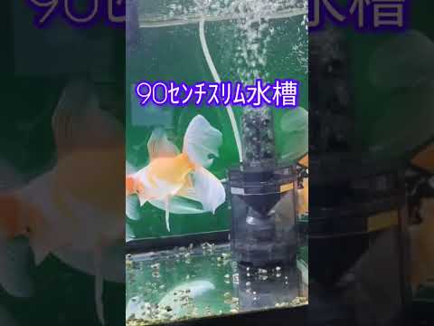 [金魚]　我が家の金魚　今年春で３年になります🥰　良く育ちましたね🤣