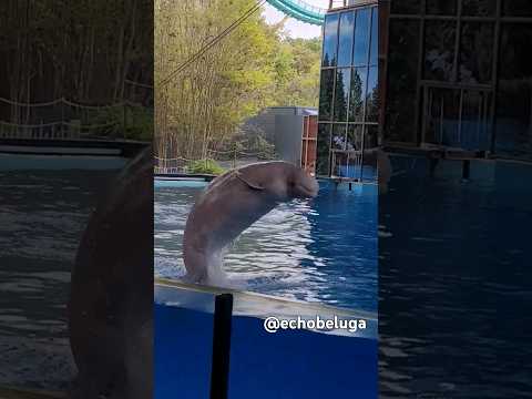 Old pro belugas Luna, Martha, and Crissy show how it's done! Except Crissy was wrong 👀