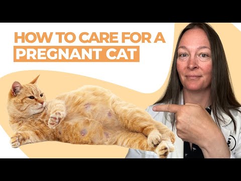 Pregnant Cat Care Tips (Vet Explains)