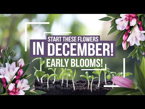 Want EARLY Blooms? Start These Flower Seeds in December!