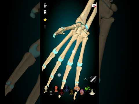 Anatomy of Human Bones 💀 | 3D Animated AI Illustration | Dr Deen Lectures