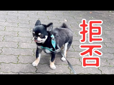 散歩は嫌いだけどくん活ポイント全部回らないと気が済まない#チワワ#犬#散歩