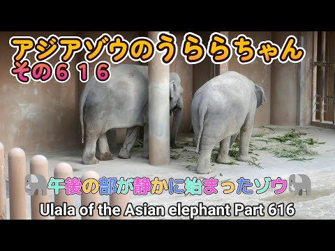 アジアゾウのうららちゃん（６１６）🐘午後の部が静かに始まったゾウ🐘（東山動植物園）Ulala of the Asian elephant Part 616