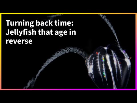 Reverse Aging: Meet the Time-Traveling Creature That Astonished Scientists!