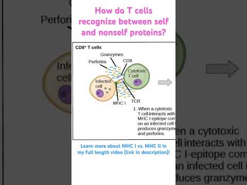 How do T cells tell the difference between self and non-self?