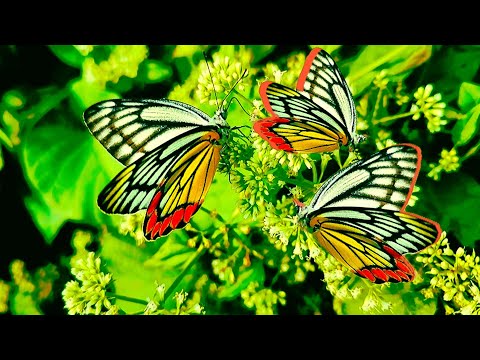 Butterflies Flying In Slow Motion | amazing insect video #insect #cute #butterflies