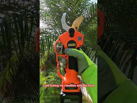 🌳Cutting my Robellinis with my Tovia 🌴#shortsyoutube #gardenequipment #diy #shortvideos #shorts