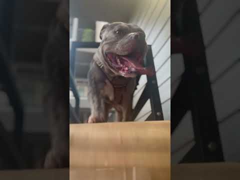 Preform of the day! #dog #dogtreadmill #shortsviral #americanbully #fyp #puppy