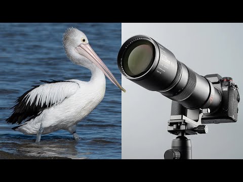 This lens surprised me! TTArtisan 500mm f6.3 BUDGET telephoto lens.