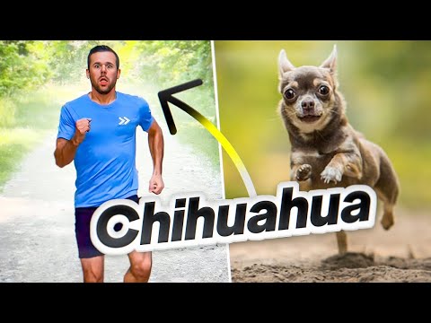 How dogs would run if they were people.