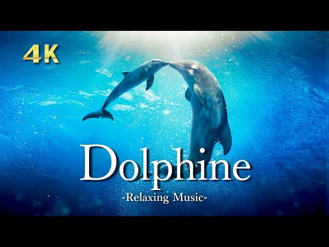 4K 美し海を泳ぐイルカ【リラックス音楽】大自然の絶景＆イルカの鳴き声｜Dolphine