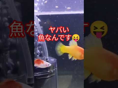 [熱帯魚]　熱帯魚あるある　この魚は自分の腹の中で卵を育てます…でも悲劇が…😱