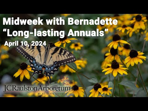 Midweek with Bernadette - "Long-lasting Annuals"