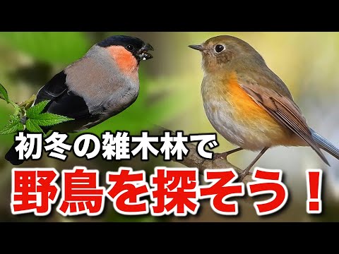 冬の可愛らしい野鳥たちを観察しに行こう！