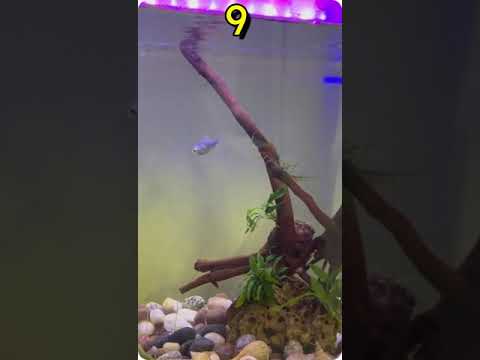 Lucky Number Of Fish In Aquarium Feng Shui #youtubeshorts #trending #shorts