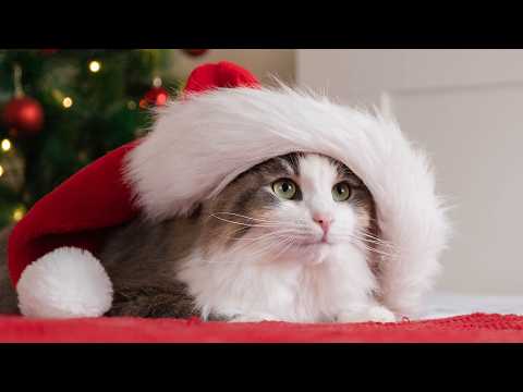 11 Hours of Deep Relaxation Music for Cats! 🐶🎄Christmas carols for Cats and Kitten