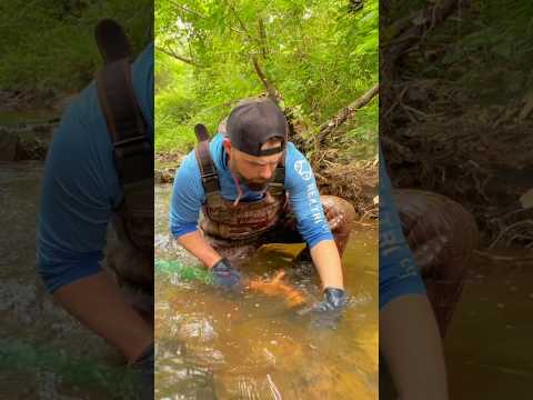 Finding Excellent Placer Gold Deposit While Gold Prospecting. Gold Dredging with @X4PROSPECTING