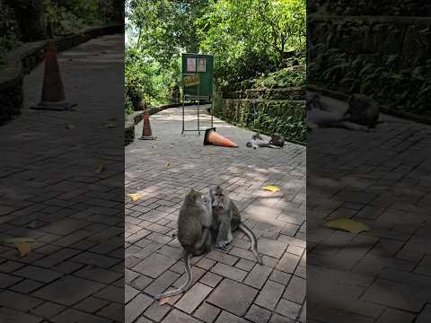 털 골라주는 원숭이 세상 귀여움 monkey forest in Indonesia