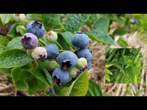 How to keep soil PH down for blueberry plants using ferns - allotment  growing - shokher bagan 2020