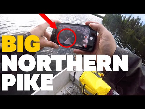 ONTARIO PIKE FISHING WITH RAPALA JERK BAITS AND SPINNERBAITS