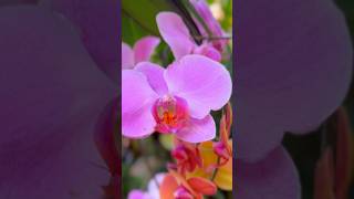 Hidden Tropical Forrest in Epcot #epcotflowerandgardenfestival