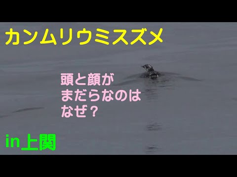 カンムリウミスズメ成鳥の中間羽個体