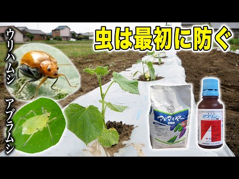 【キュウリ】植付けの流れと最初にやる虫対策