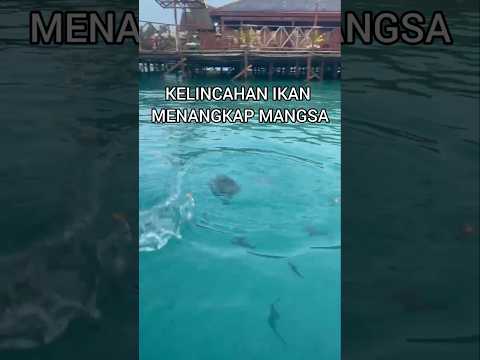 ASYIKNYA FEEDING FISH DI MARATUA PARADISE RESORT🐟#feed#feedshorts#shortvideo#fishing#fish#nature