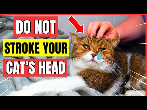 Think Twice Before Petting Your Cat's Head – Surprising Facts Revealed!