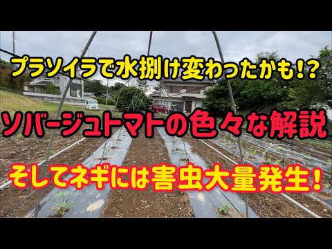 ソバージュは色んなタイミングで。ネギはあいつが大発生。雨が降ると恐怖