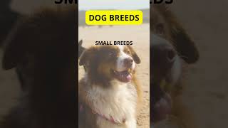 Dog Breeds