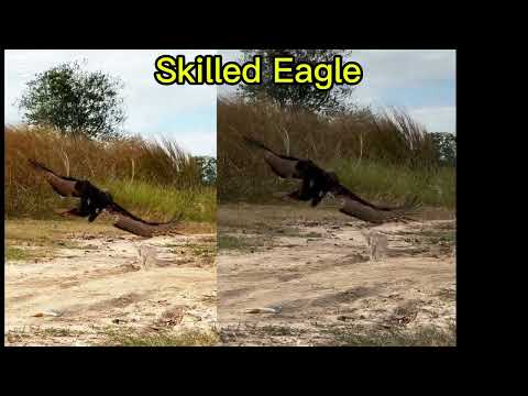 The skilled eagle