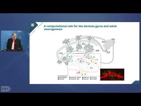 WALS: How Neuromorphic Computing can Help us Understand the Brain