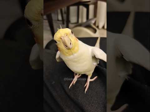 Cute Cockatiel's Cookie Song Serenade #cockatielscraze #birdsinging