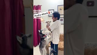 Husky Attacks Bully Dog! 🚨 #shorts #dog #husky #pitbull | Review Reloaded